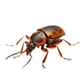 Pest control insect illustration representing American Bug Busters' focus on eco-conscious treatment and effective pest management solutions.